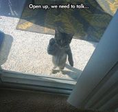 Open Up Right Meow!
