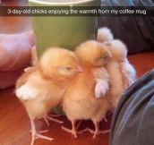 Chicks Love Coffee