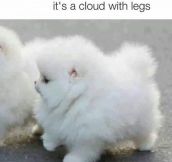 That Fluffiness