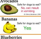 Fruits Vs. Dogs