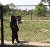 A Bear Walking Upright
