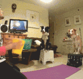 Dog Rage Quits After Bad Throw