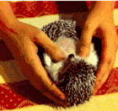 How To Open A Hedgehog