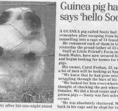 This Guinea Pig Is A Legend
