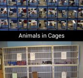 Humans Vs. Animals