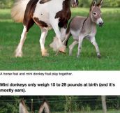 Mini Donkeys Are The Perfect Pets