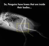 Something You Probably Don’t Know About Penguins