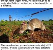 These Rats In Africa Are Saving Tons Of Lives