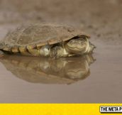 African Helmeted Turtle’s Face