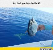 When Sharks Get The First Bite