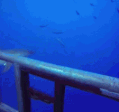 When Sharks Use A Decoy