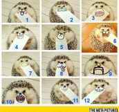 The Many Faces Of A Tiny Hedgehog
