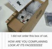 Just A Box Of Cat