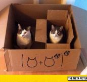 Cat Maths Are Very Simple
