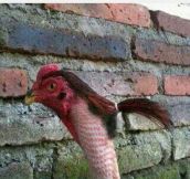 Chicken With Ponytail