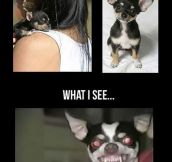 Truth About Chihuahuas