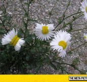 Mutant Daisies From The Fukushima Disaster Site