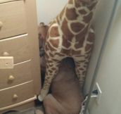 Than Moment When You Know You’re Guilty So You Hide Under A Giraffe