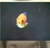 A Goldfish’s Point Of View