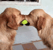 Two Dogs Fighting Over A Tennis Ball