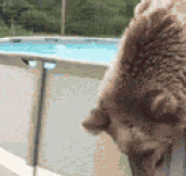 A Bear Having Fun In The Pool