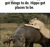 Hippo Goes Where He Pleases