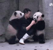 Man Struggles To Give These Two Pandas Their Medicine