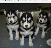 Pups Of Northern Darkness