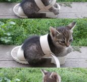 Kitty Fits In Shoe