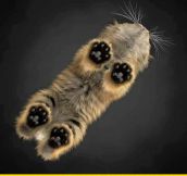 Little Cat Toes