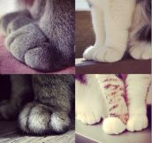 Cat’s Feet