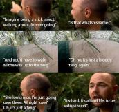 The Life Of A Stick Insect
