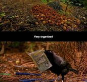 Bower Birds Are Awesome