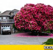 125-Year-Old Rhododendron Tree