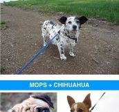 Awesome Dog Cross-Breeds
