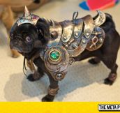 Pug Is Ready For War