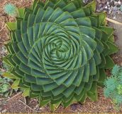 Spiral Aloe, Sometimes Nature Can Be Perfect