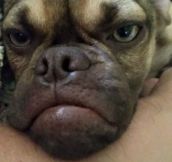 Earl… The Puppy Version Of Grumpy Cat