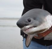 A Baby Shark