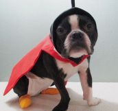 Nibbler Cosplay Done Right