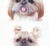 When Your Dog Asks For A New Hairstyle
