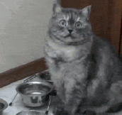 Human, The Bowl Is Empty