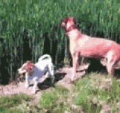 Dog At A Wheat Farm, Some Say He’s Still Jumping