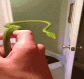 Stabilized Head On Green Vine Snake