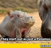 They Grow The Hippo Part Later