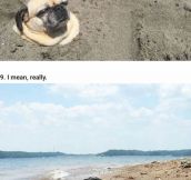 14 Reasons Pugs Are The Ultimate Experts In Summer Living