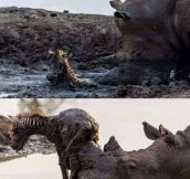 This Rhino Is Awesome