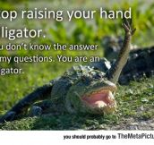Stop It Alligator