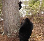 A Little Bear’s First Climbing Lesson