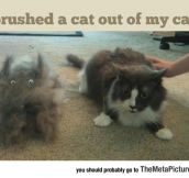 The Thing About Hairy Cats